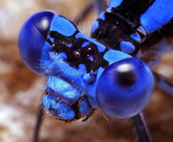 صور أغرب عيون الحيوانات Photos strangest animals eyes