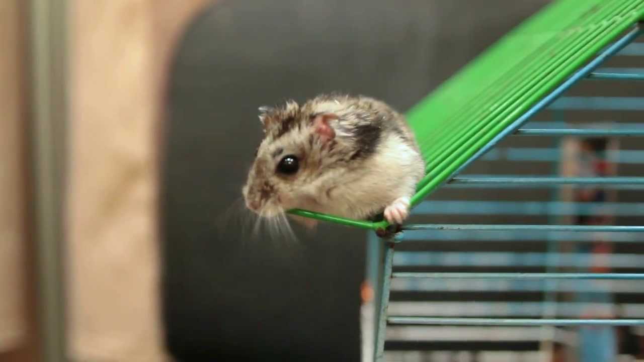 صور فأر الهامتسر Photos rat hamster