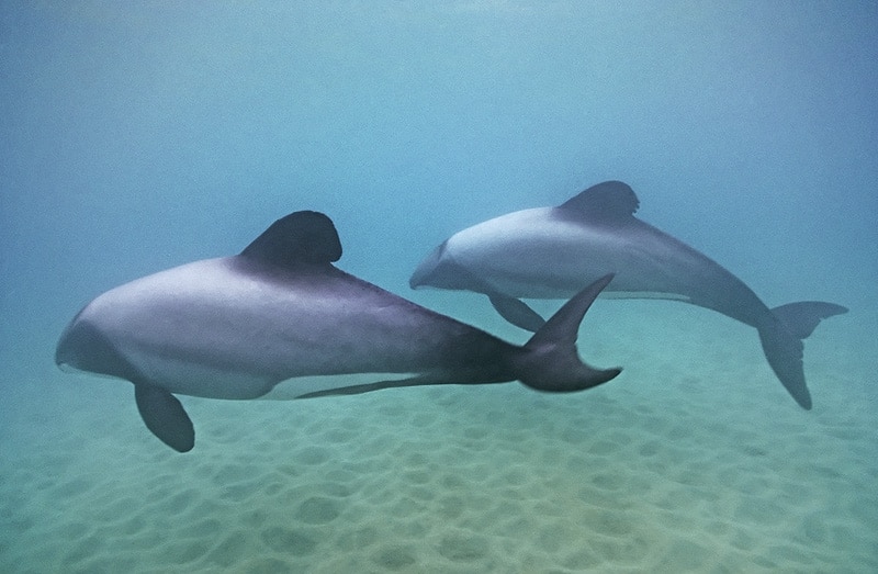 صور دلافين ماوي Photos Maui dolphins