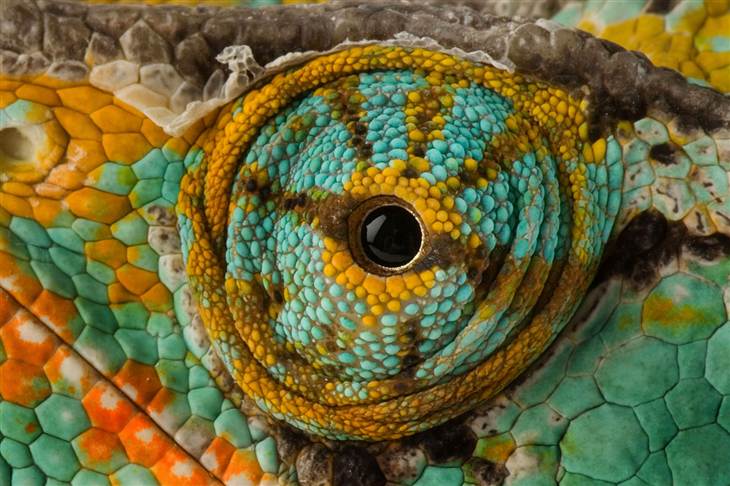 صور أغرب عيون الحيوانات Photos strangest animals eyes