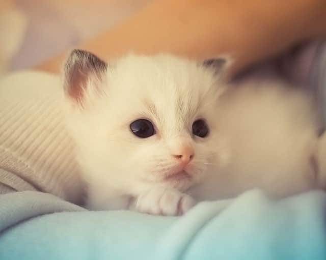 مشاهدة أجمل صورة لقطة صغيرة