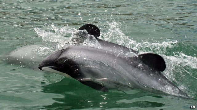 صور دلافين ماوي Photos Maui dolphins
