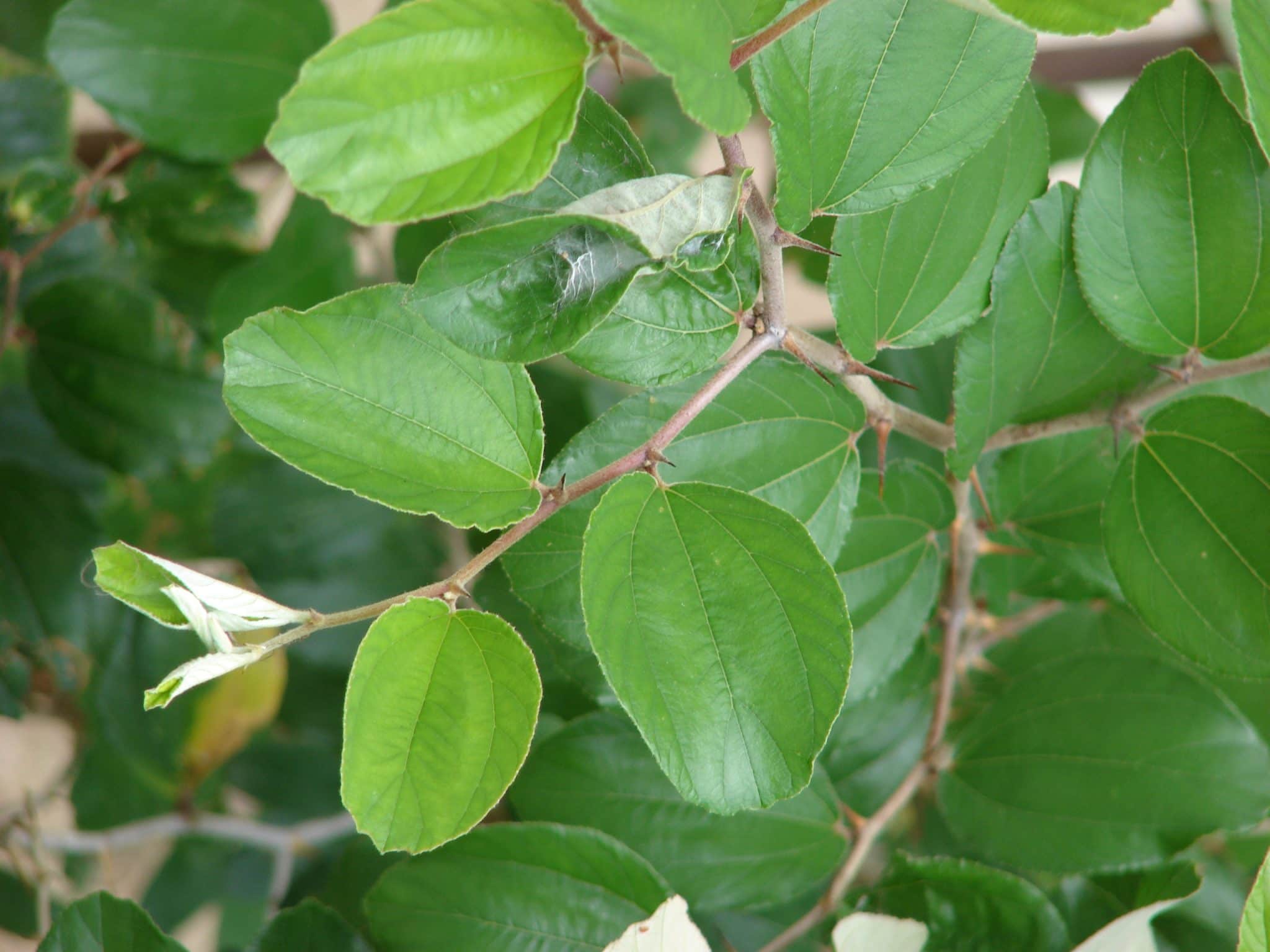 صور شجر السدر Photos trees Sidr