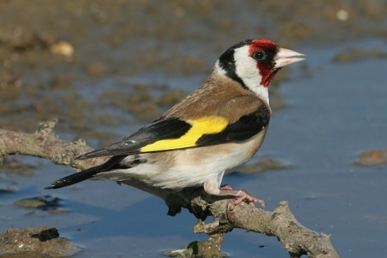 صور طائر الحسون Photos goldfinch