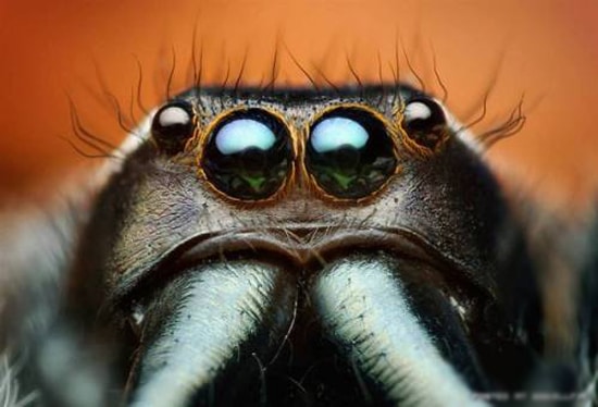 صور أغرب عيون الحيوانات Photos strangest animals eyes