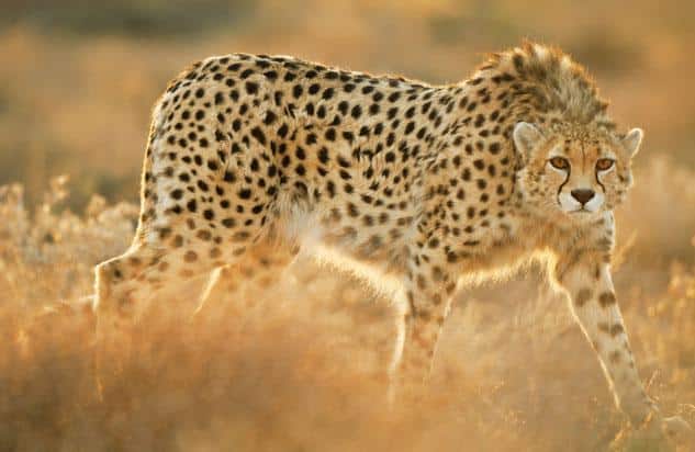 صور فهد Photos Fahd