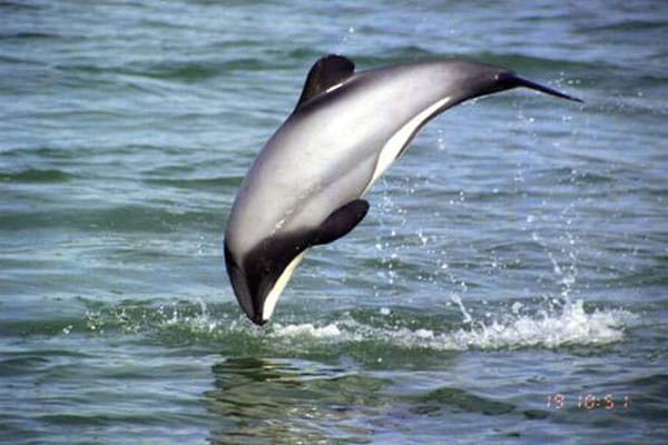 صور دلافين ماوي Photos Maui dolphins