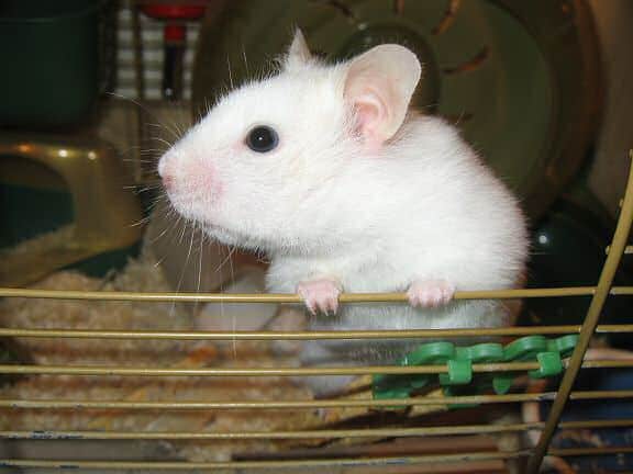 صور فأر الهامتسر Photos rat hamster