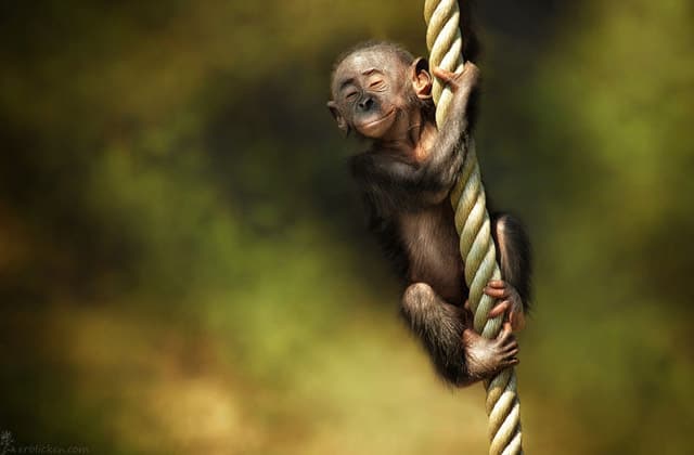 صور صغار الحيوانات Young animals Photos