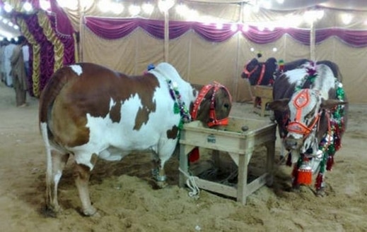 صور ملكة جمال البقر في باكستان Photos Miss cow in Pakistan