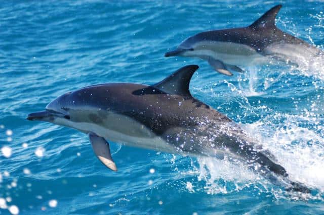 صور دلافين ماوي Photos Maui dolphins