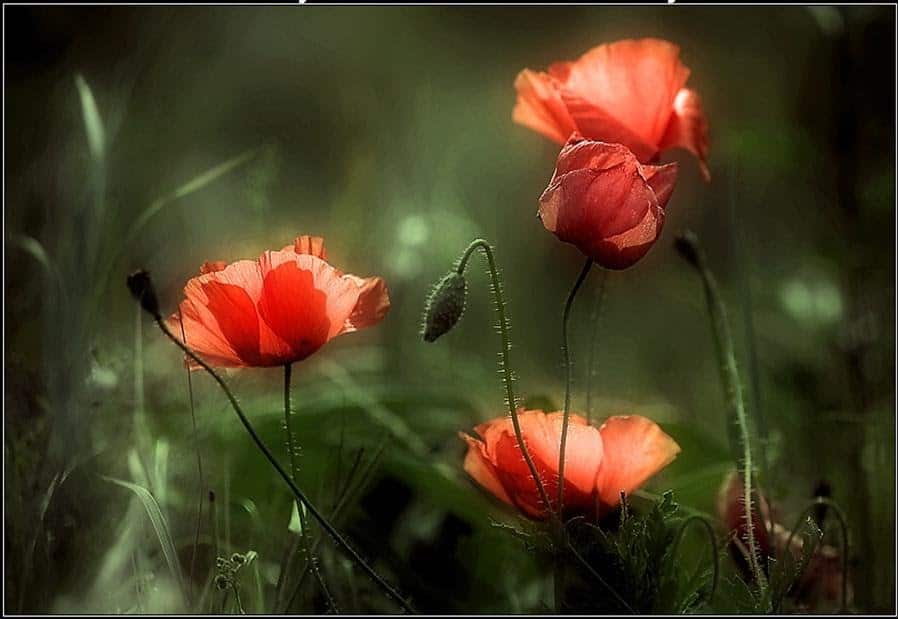 صور شقائق النعمان Photos Anemone
