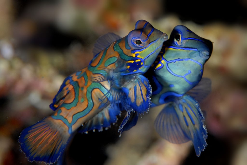 صور اسماك الماندرين Photos Mandarin Fish