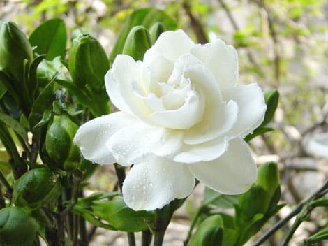 صور ازهار الفل Photos Jasmine flowers