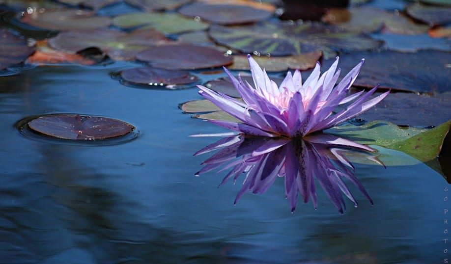 صور زهرة اللوتس Photos lotus flower