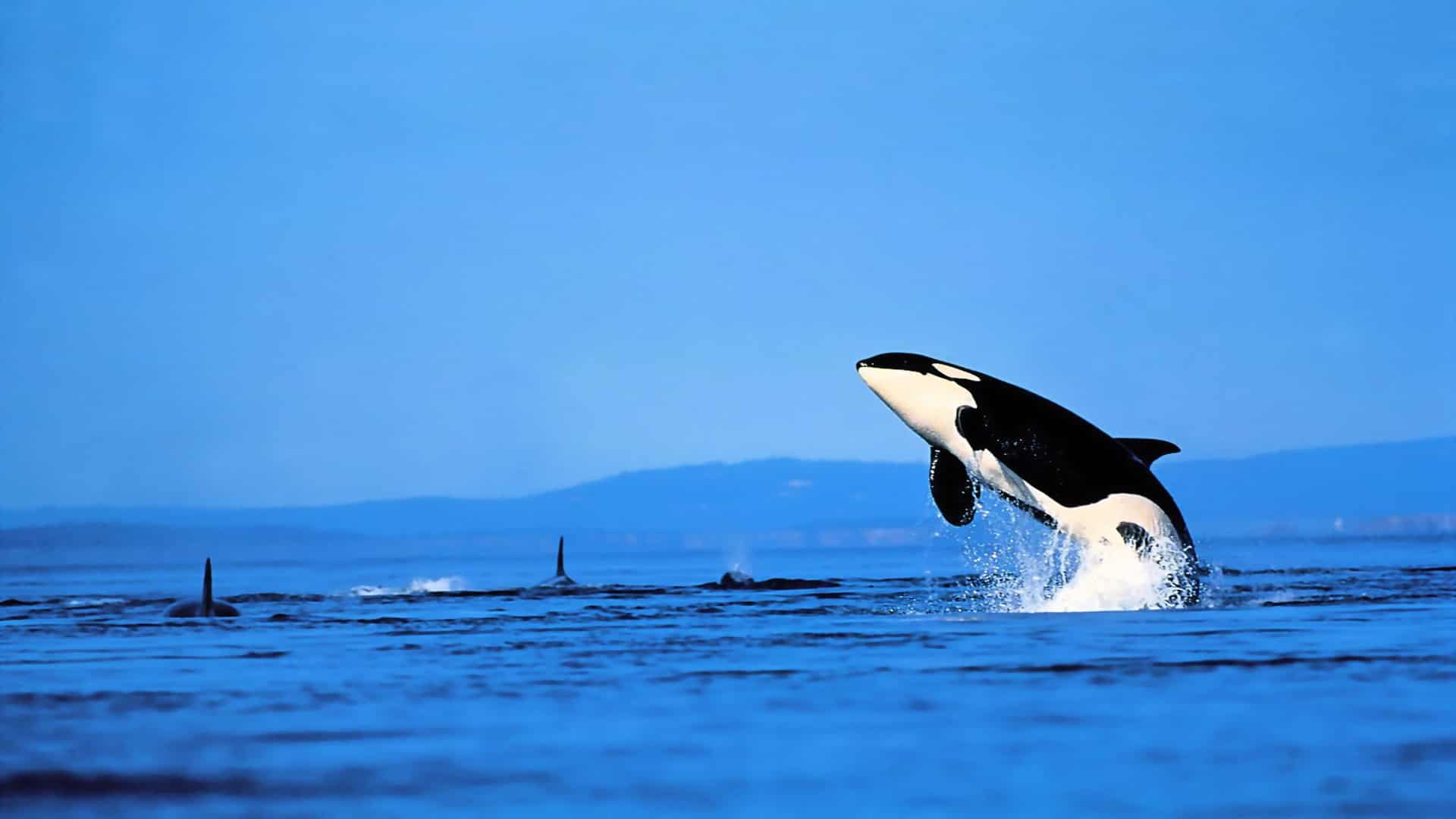 صور الحوت القاتل Photos Killer whale