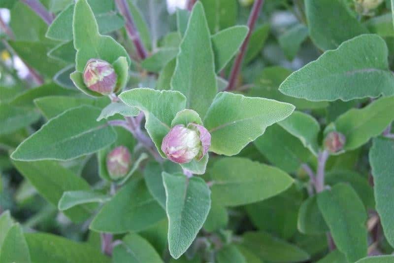 صور نبات الميرمية Photos sage leaf