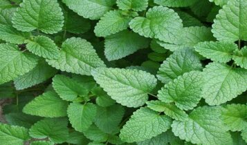 صور نبات النعناع Photos plant mint
