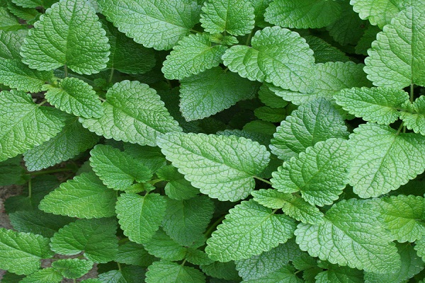 صور نبات النعناع Photos plant mint