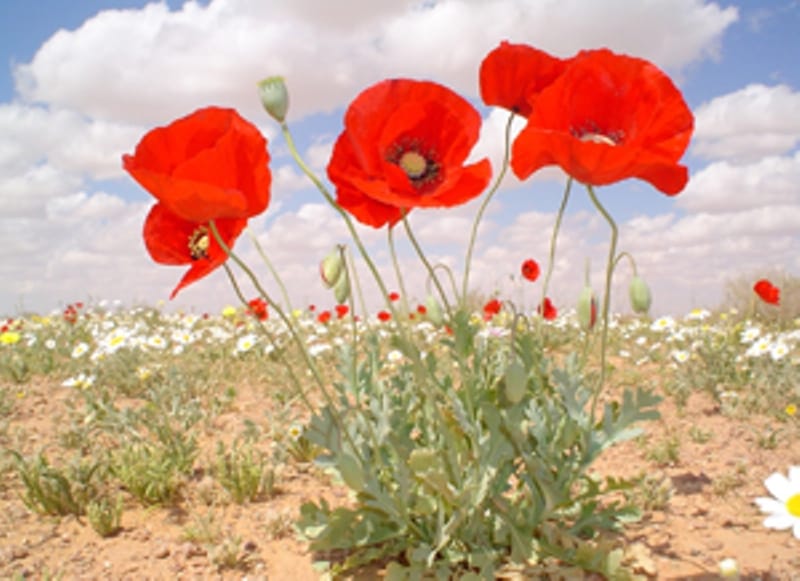 صور شقائق النعمان Photos Anemone