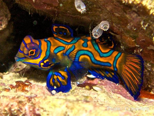 صور اسماك الماندرين Photos Mandarin Fish