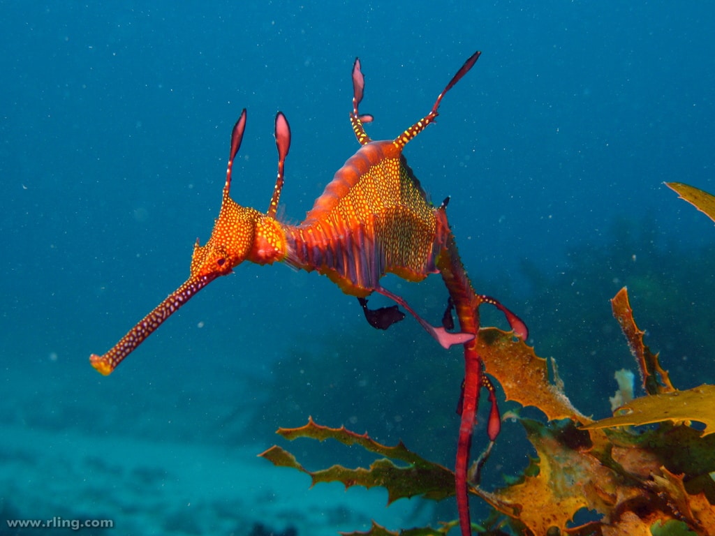صور تنين البحر العشبي Photos popular sea dragon