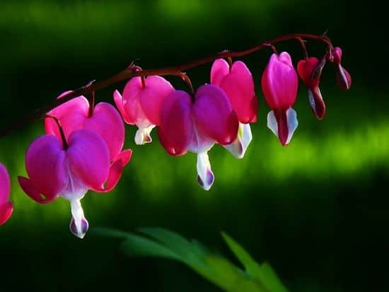 صور زهرة القلب النازف Photos bleeding heart flower