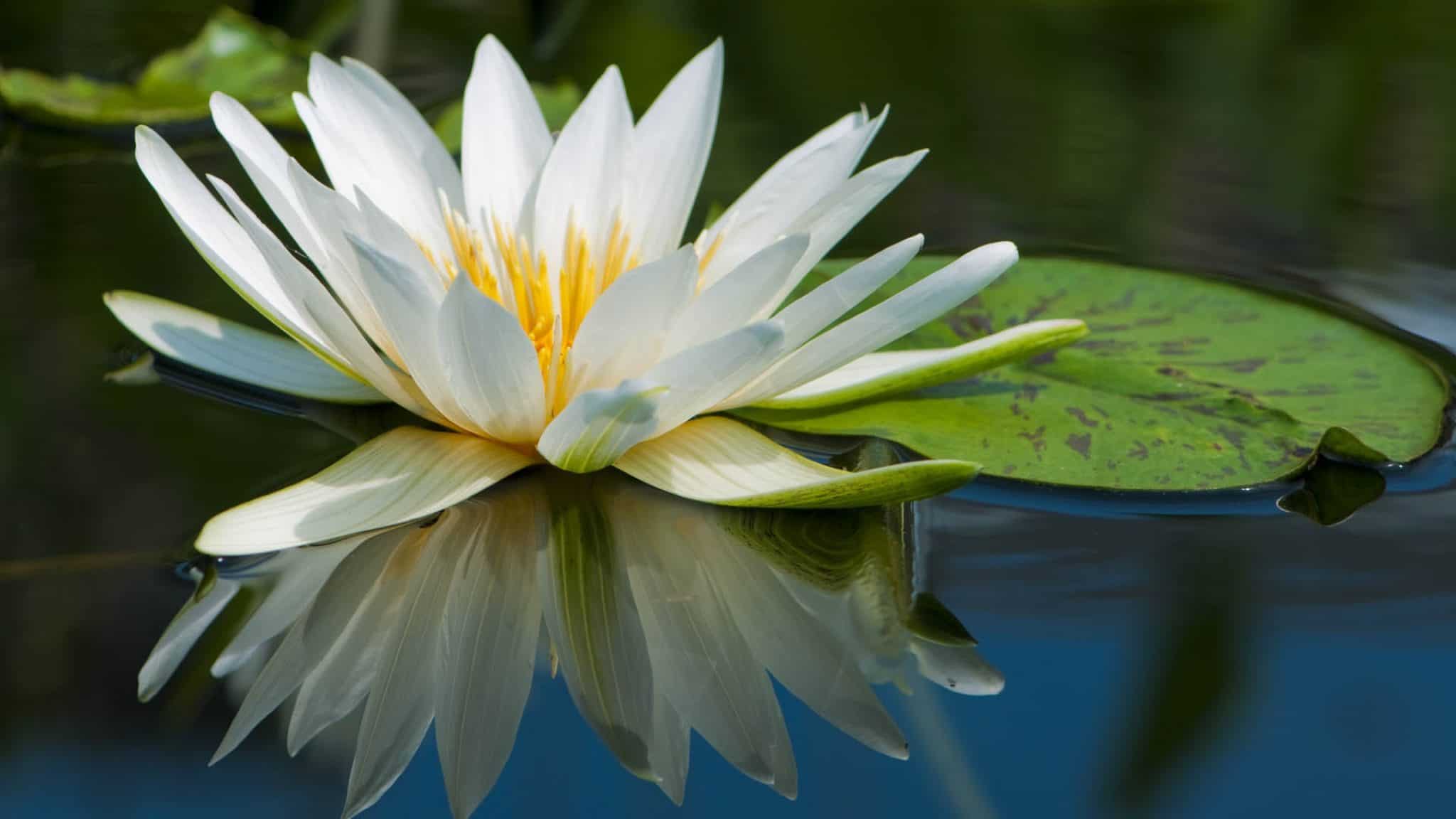 صور زهرة اللوتس Photos lotus flower