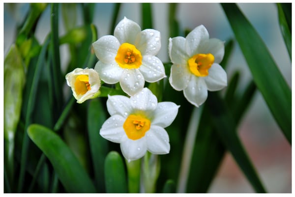 صور زهرة النرجس Narcissus flower pictures