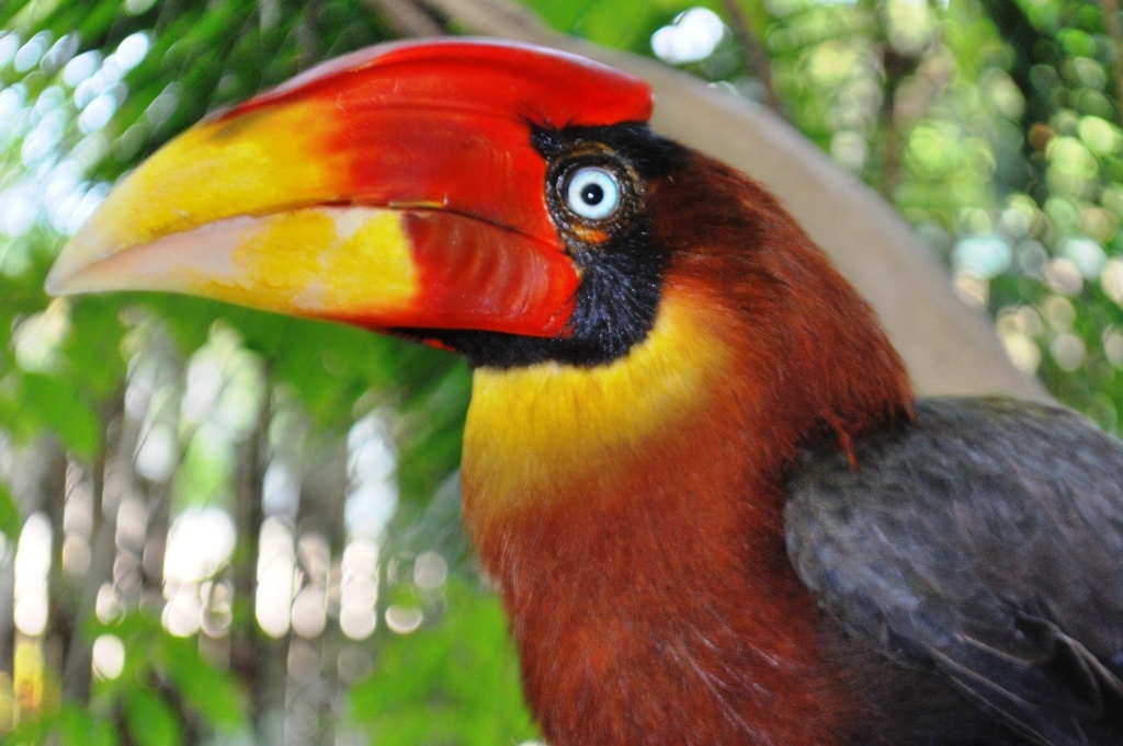 صور طائر البوقير Photos hornbill