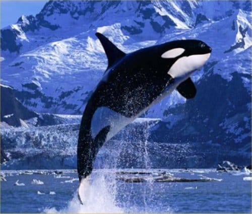 صور الحوت القاتل Photos Killer whale