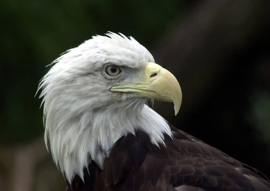 صور النسر الاصلع Photo Bald Eagle