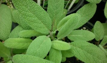 صور نبات الميرمية Photos sage leaf