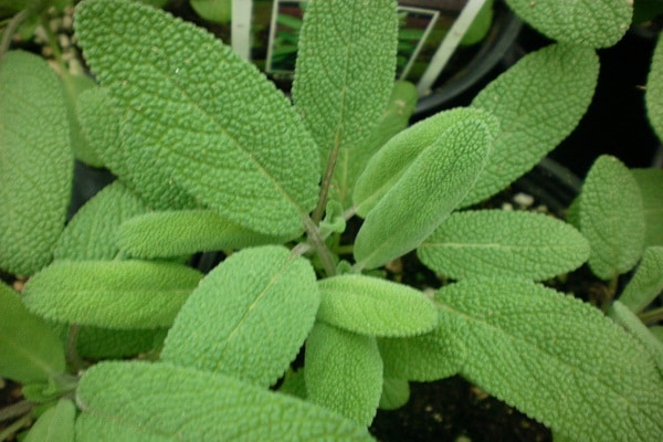 صور نبات الميرمية Photos sage leaf