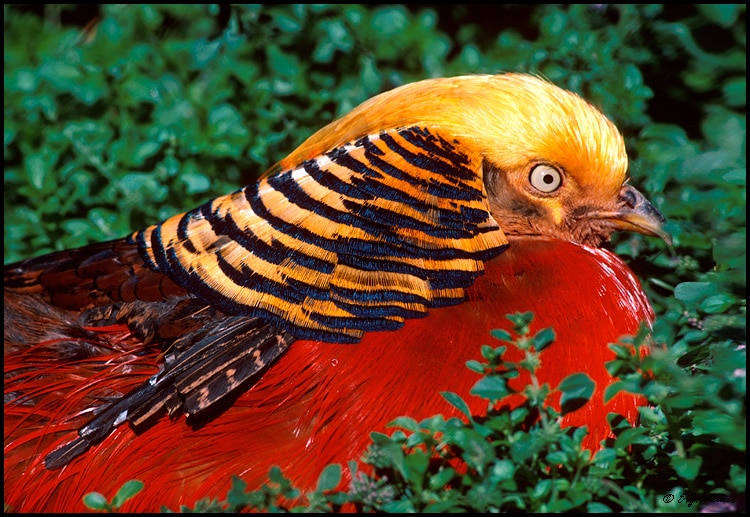 صور الدراج الذهبي Photo Golden Pheasant