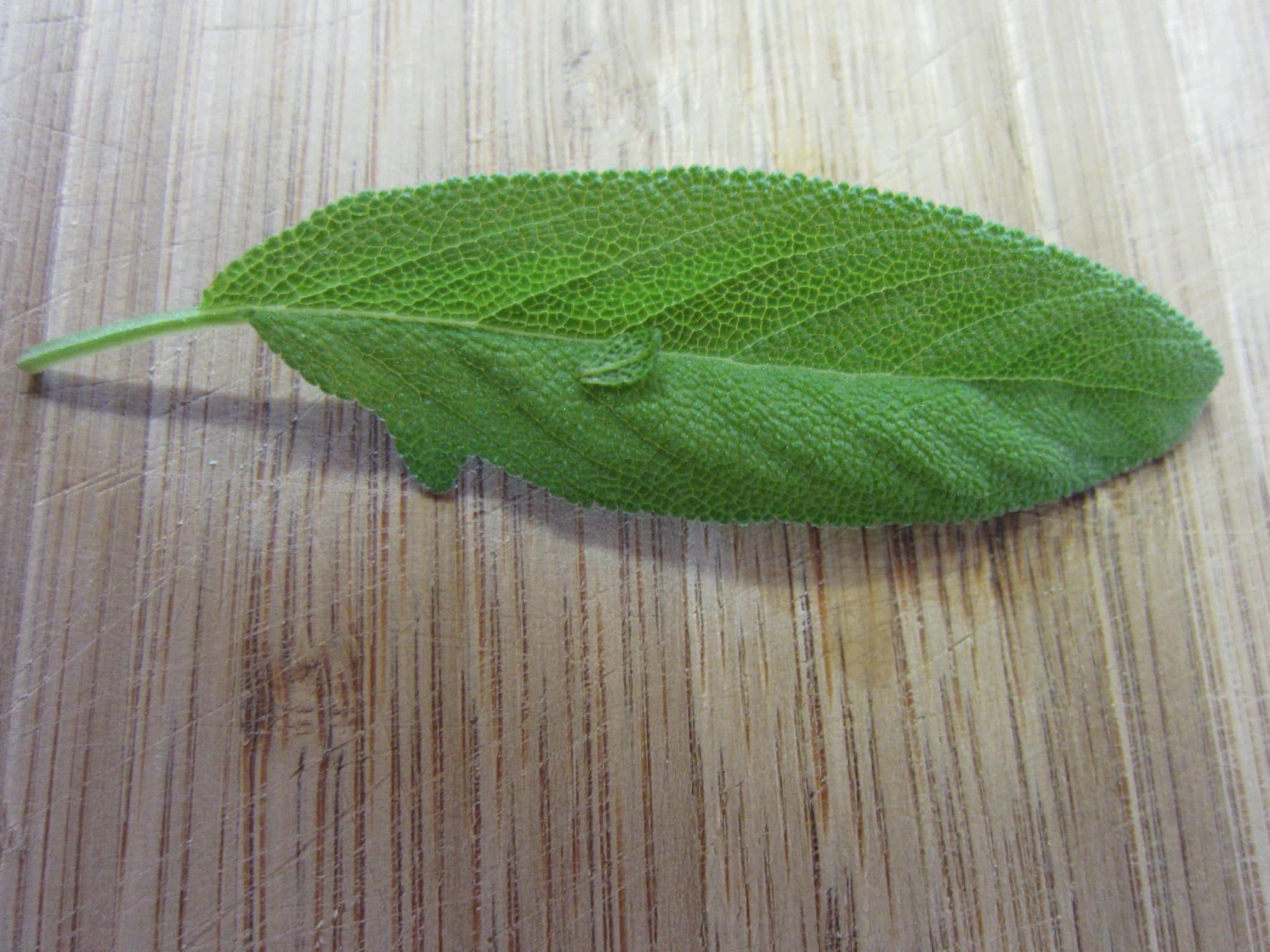 صور نبات الميرمية Photos sage leaf