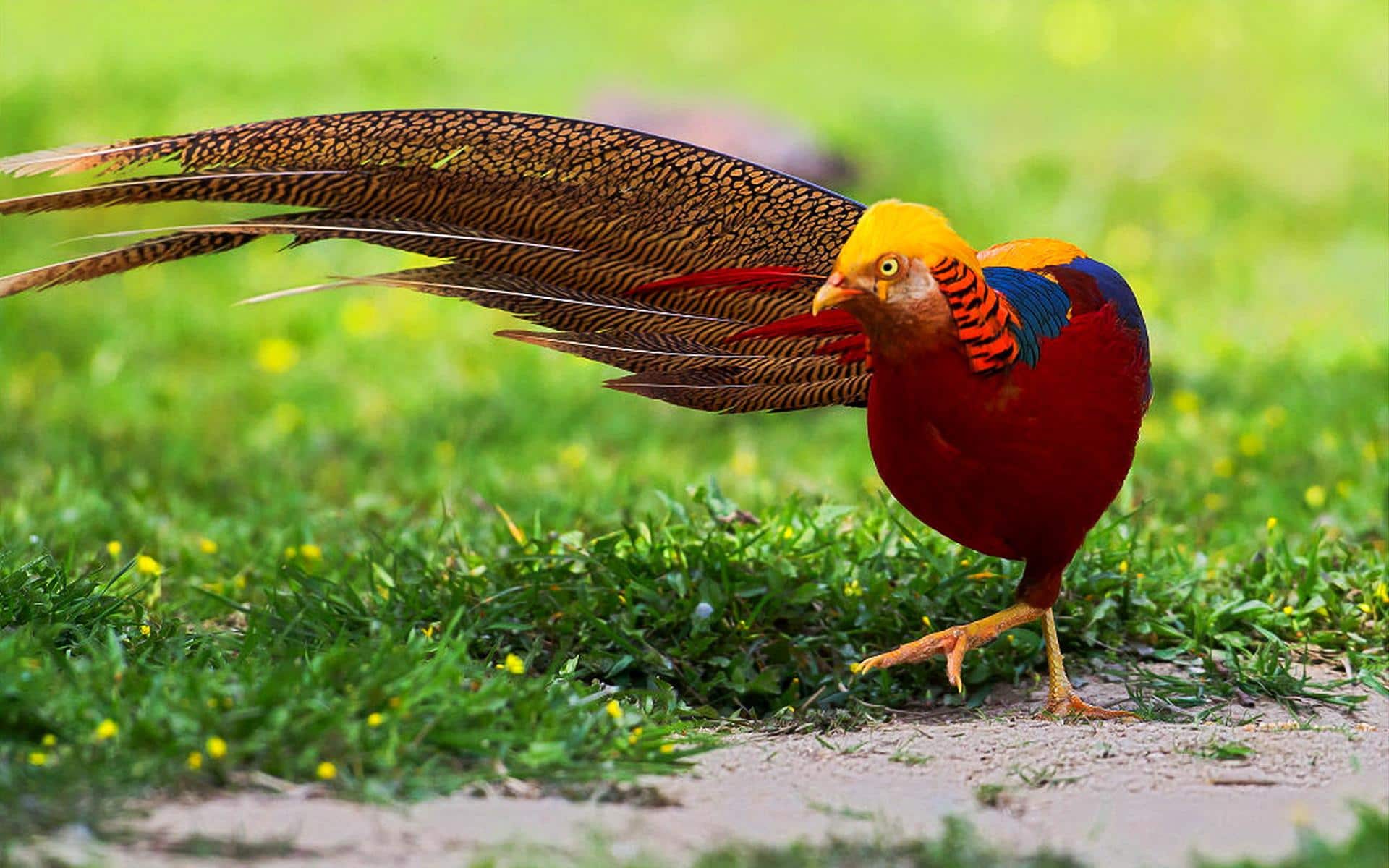 صور الدراج الذهبي Photo Golden Pheasant