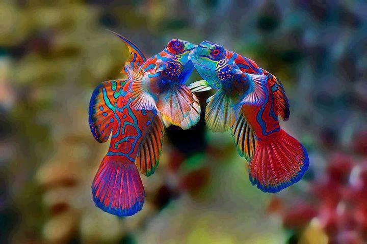 صور اسماك الماندرين Photos Mandarin Fish