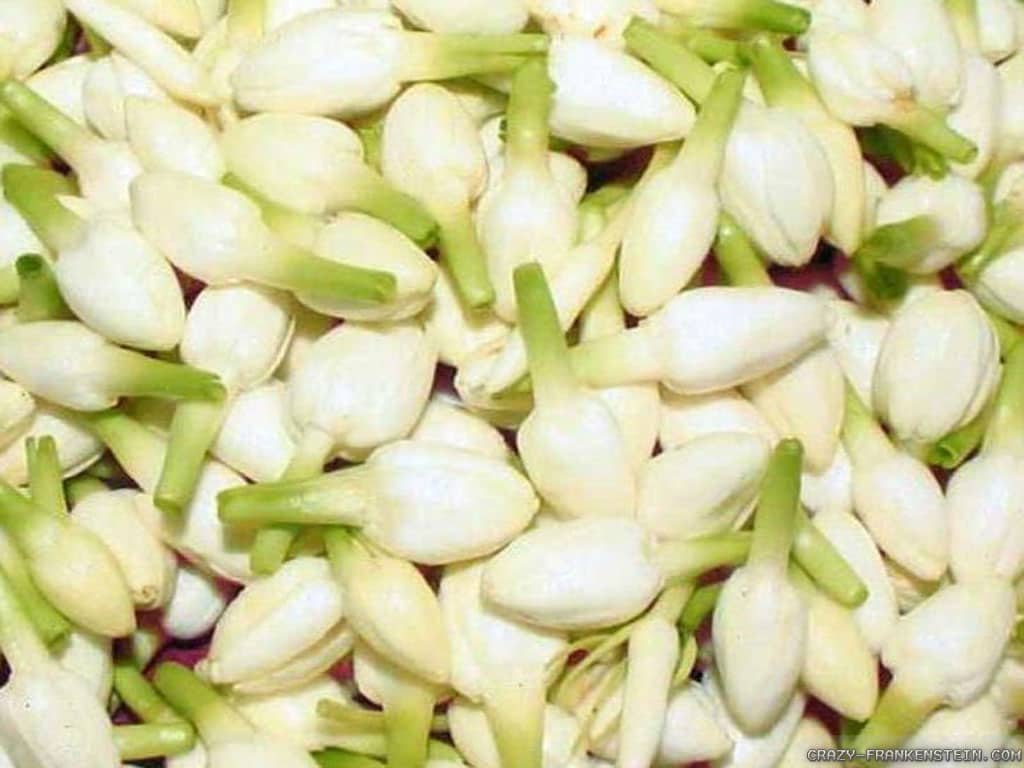 صور ازهار الفل Photos Jasmine flowers