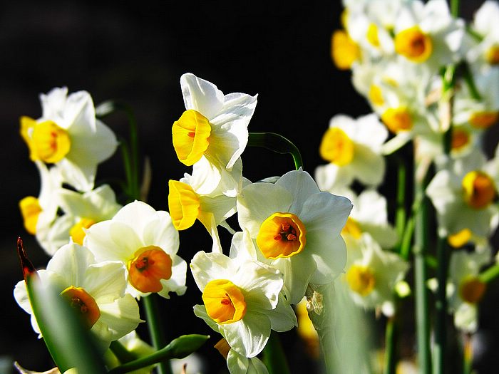 صور زهرة النرجس Narcissus flower pictures