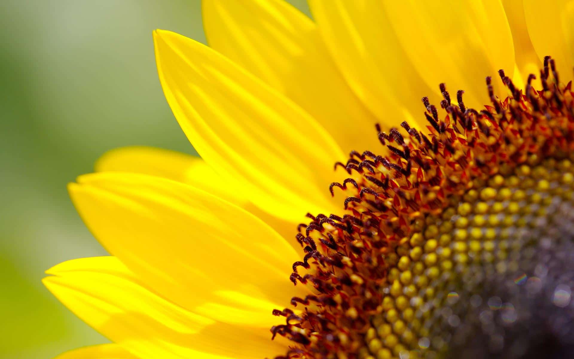 صور زهرة عباد الشمس Photos flower sunflower