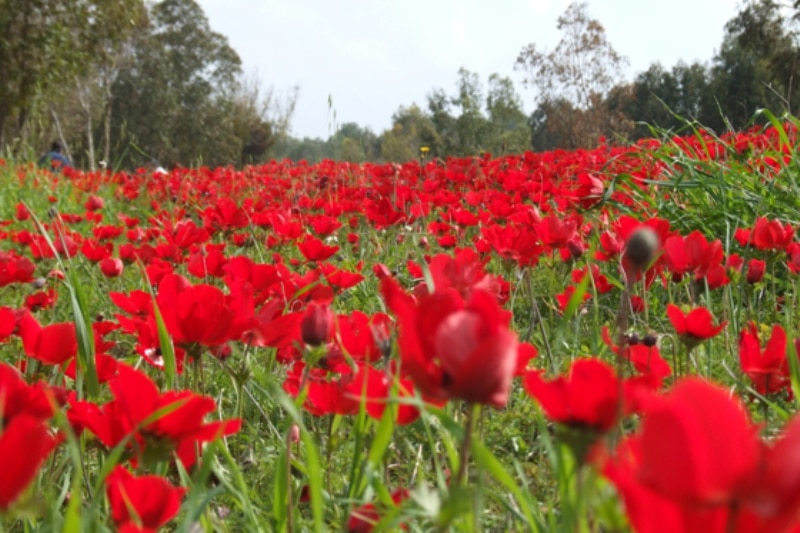 صور شقائق النعمان Photos Anemone