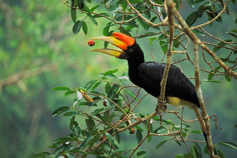 صور طائر البوقير Photos hornbill