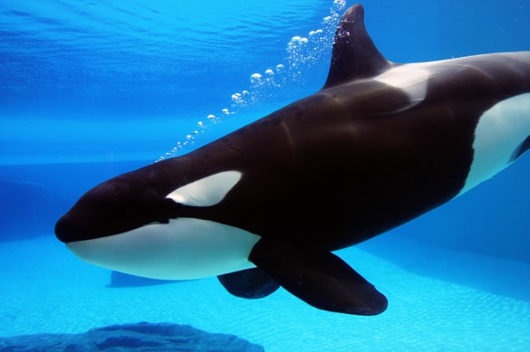 صور الحوت القاتل Photos Killer whale