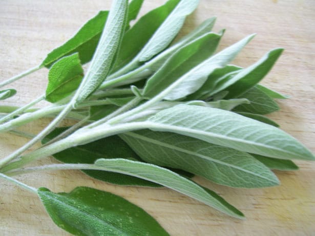 صور نبات الميرمية Photos sage leaf