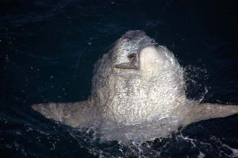 صور مولا مولا Photos Mola Mola