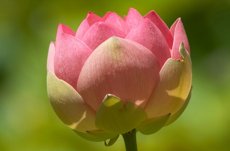 مشاهدة اروع صور لزهرة اللوتس