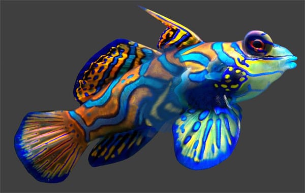 صور اسماك الماندرين Photos Mandarin Fish