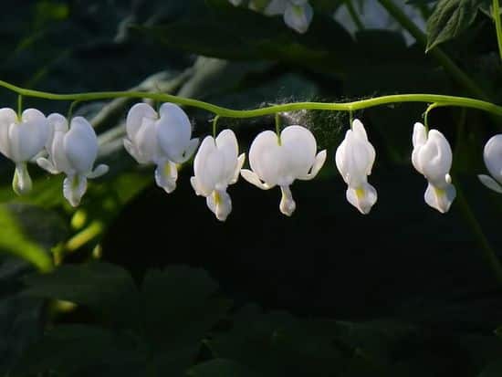 صور زهرة القلب النازف Photos bleeding heart flower