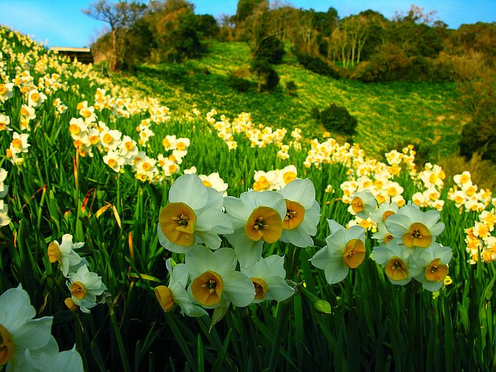 صور زهرة النرجس Narcissus flower pictures